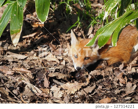 無邪気な子ぎつね 127314221