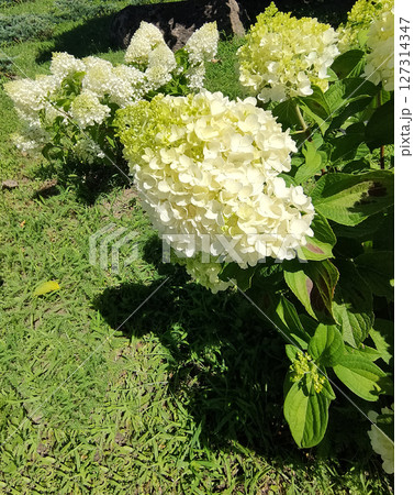 Soft pastel hydrangea petals with delicate white and yellow hues at garden. Soft pastel hydrangea petals with delicate white and yellow hues at garden. 127314347