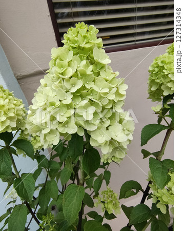 Soft pastel hydrangea petals with delicate white and yellow hues at garden. 127314348