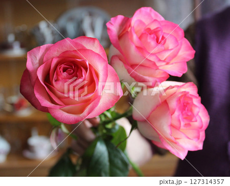 The Beauty Of red Roses at garden 127314357