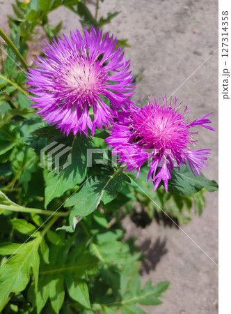 Centaurea dealbata the Persian or whitewash cornflower. Close-up beautiful purple flower in spring garden on blurry green background. Selective focus with place for text. Nature concept for design Centaurea dealbata the Persian or whitewash cornflower. Close-up beautiful purple flower in spring garden on blurry green background. Selective focus with place for text. Nature concept for design 127314358
