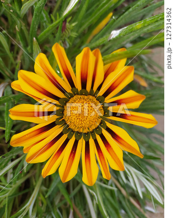 Gazania linearis is a species of flowering plant in the family Asteraceae 127314362