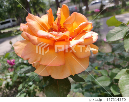 The Beauty Of Orange Roses at garden The Beauty Of Orange Roses at garden 127314370