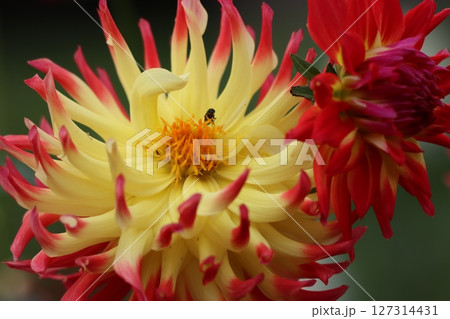 見る者を惹きつける魅力のあるダリアの花-壱 127314431