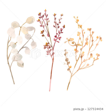 Watercolor hand painted set with various dried flowers 127314434