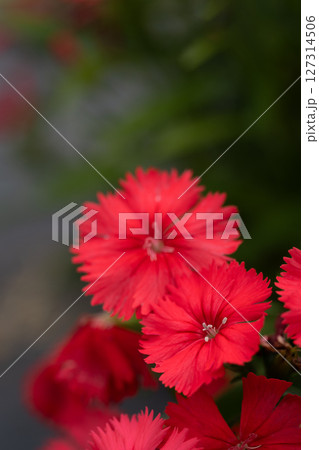 撫子の花のクローズアップ 127314506
