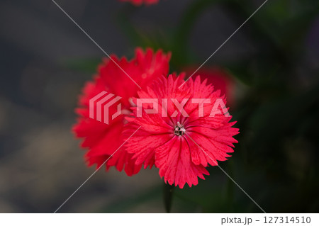 撫子の花のクローズアップ 127314510
