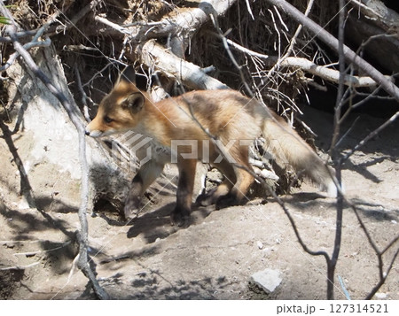 キタキツネの仔がいる風景 キタキツネの仔がいる風景 127314521