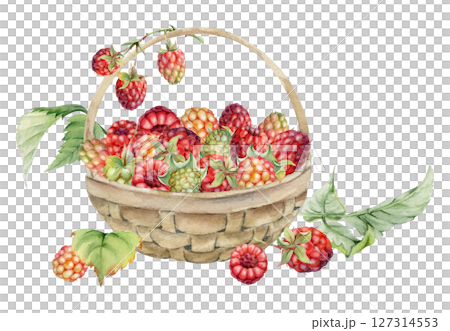 Raspberry in weaved basket on stalks with leaves, ripe picked garden berry harvest, hand drawn in watercolor dewberry cloudberry mulberry. Isolated illustration. Farmers market grocery home preserves Raspberry in weaved basket on stalks with leaves, ripe picked garden berry harvest, hand drawn in watercolor dewberry cloudberry mulberry. Isolated illustration. Farmers market grocery home preserves 127314553