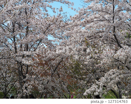 美しいエゾヤマザクラ 127314763