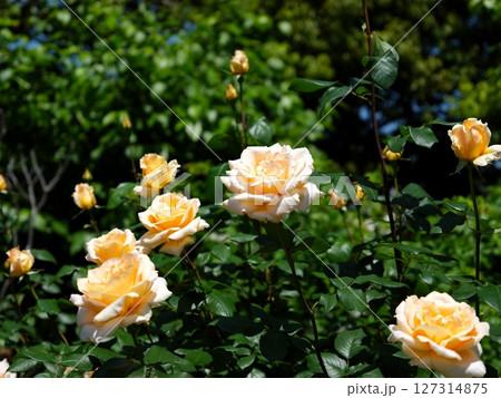 バラの園 127314875