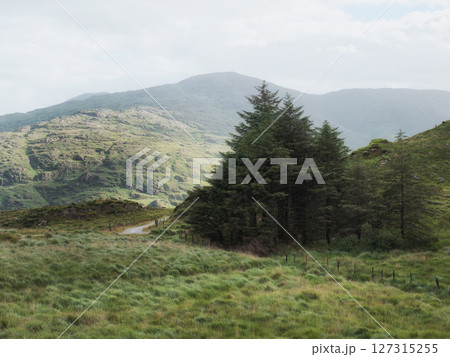 Green grass covers the foreground, with a cluster of evergreen trees. Rolling green hills with low-lying fog in the distance give depth to this pastoral landscape. 127315255