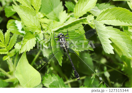 明るい春の日差しを受け枝葉にとまるヤマサナエトンボ（雄・自然環境下昆虫類ストロボマクロ撮影） 127315344