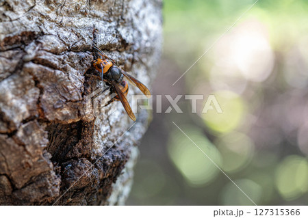 クヌギの木の幹をかじっているオオスズメバチ 127315366