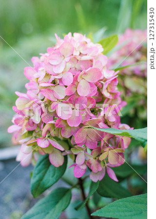 Panicle Hydrangea in Full Bloom, Hydrangea Paniculata Bonfire Panicle Hydrangea in Full Bloom, Hydrangea Paniculata Bonfire 127315430