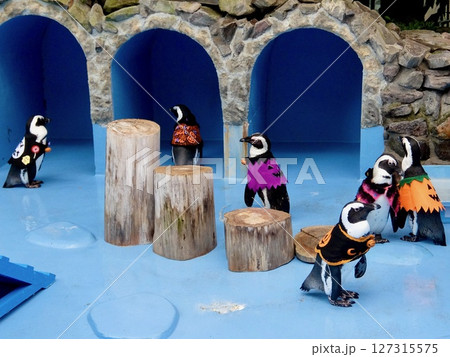 ペンギンのお散歩　松江フォーゲルパーク（松江市/島根県） 127315575