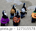 ペンギンのお散歩　松江フォーゲルパーク（松江市/島根県） 127315578
