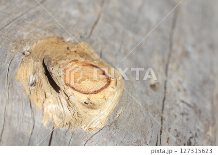 A closeup view of a truly unique and intriguing wood knot found on weathered timber surfaces A closeup view of a truly unique and intriguing wood knot found on weathered timber surfaces 127315623