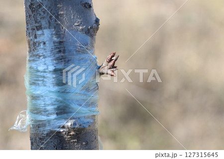 A tree adorned with blue tape and displaying its budding branches in vibrant bloom A tree adorned with blue tape and displaying its budding branches in vibrant bloom 127315645