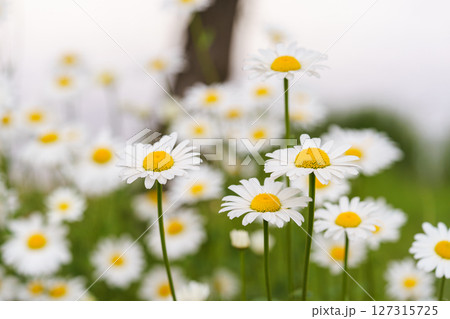 Blooming white daisies, chamomile in meadow with soft light and spring atmosphere. Floral background 127315725