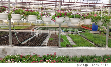 A Vibrant Greenhouse Filled with Colorful Hanging Plants, Seedbeds, and Green Life 127315817