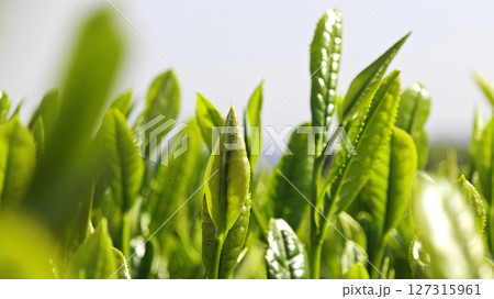 Fresh young tea leaves, symbolizing organic farming, natural ingredients, and sustainable production 127315961