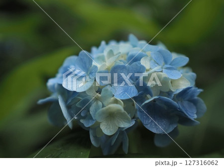 青い紫陽花のクローズアップ 127316062