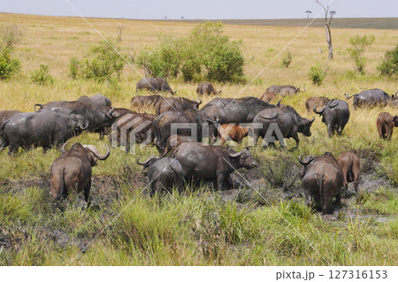 アフリカスイギュウ アフリカスイギュウ 127316153