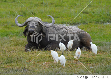 アフリカスイギュウ 127316154