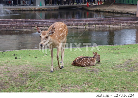 奈良公園の鹿 127316224