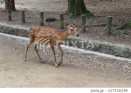 奈良公園の鹿 127316240