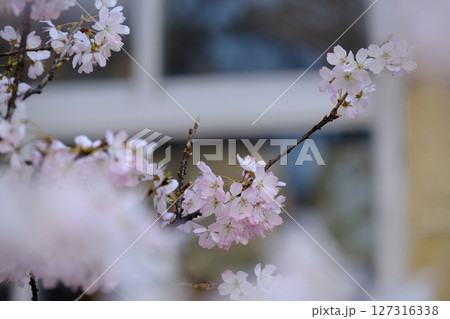 春の旧成徳中学校跡 春の旧成徳中学校跡 127316338