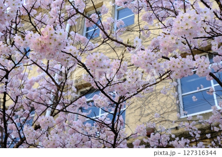 春の旧成徳中学校跡 127316344