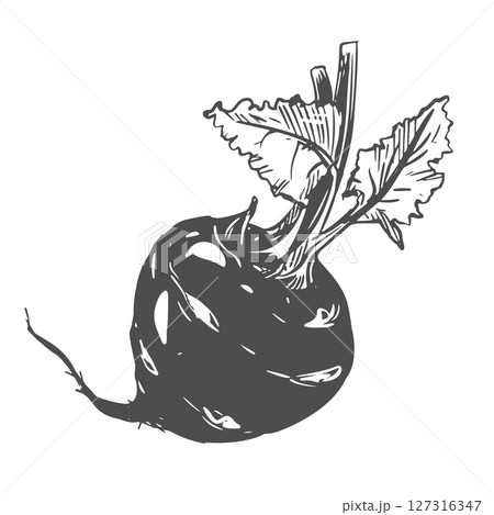 Linear ink sketch of kohlrabi. Vector drawing in engraving style. Botanical illustration of farm cabbage. Round head and leaves of German turnip on white background. Linear ink sketch of kohlrabi. Vector drawing in engraving style. Botanical illustration of farm cabbage. Round head and leaves of German turnip on white background. 127316347