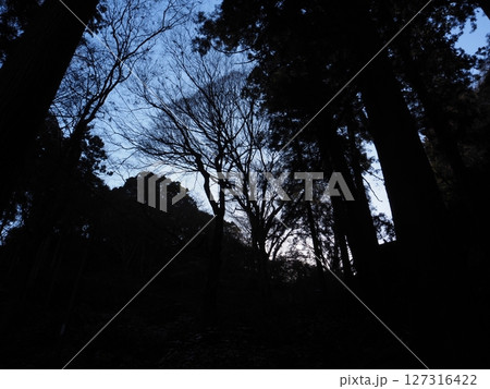 木のシルエット 木のシルエット 127316422
