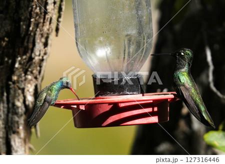 ハチドリのためのフィーダー 127316446