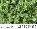 セダムの密集したグリーン背景・多肉植物のナチュラルテクスチャ 127316495
