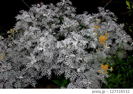 シロタエギク 黄色の花(白妙菊) シロタエギク 黄色の花(白妙菊) 127316532