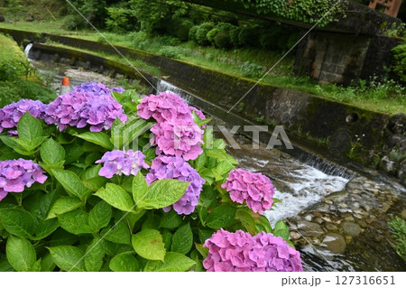 水無月 山あいの小川と紫陽花 水無月 山あいの小川と紫陽花 127316651