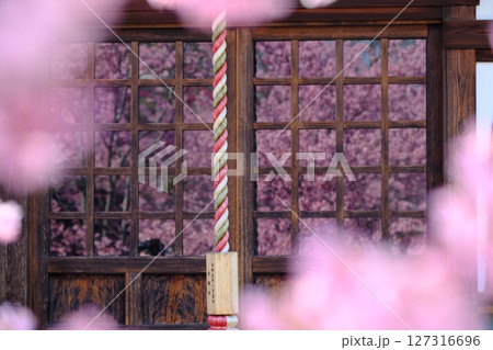 格子ガラスに映る早春の桜のイメージ素材 127316696