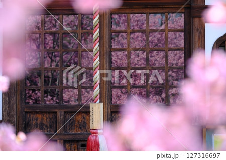 格子ガラスに映る早春の桜のイメージ素材 127316697