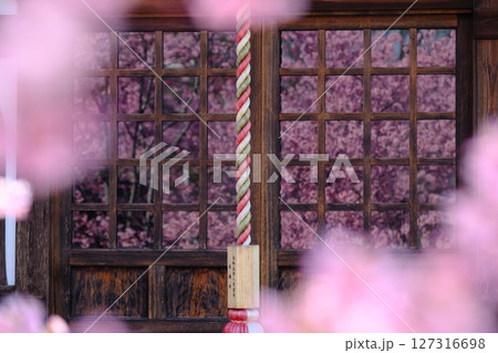 格子ガラスに映る早春の桜のイメージ素材 127316698