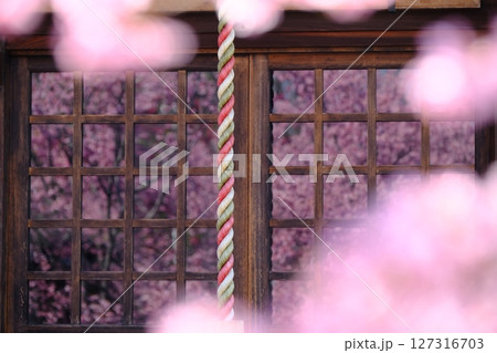格子ガラスに映る早春の桜のイメージ素材 格子ガラスに映る早春の桜のイメージ素材 127316703