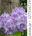 雨に濡れた紫陽花 127316729