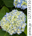 青い紫陽花 127316730