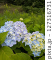 初夏の紫陽花と自然の彩り 127316731