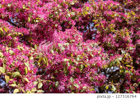 トキワマンサク（ベニバナトキワマンサク）のピンクの花 127316764