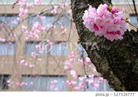 春の京都地方裁判所前の並木 春の京都地方裁判所前の並木 127316777