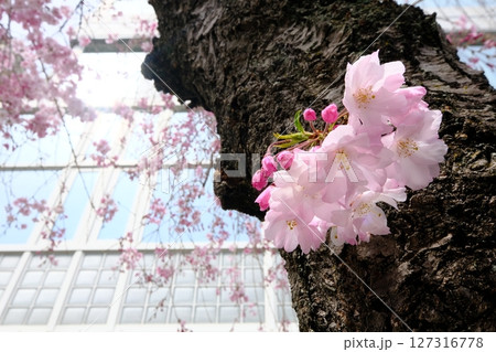 春の京都地方裁判所前の並木 127316778