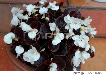 ベゴニアの白い花 127316880